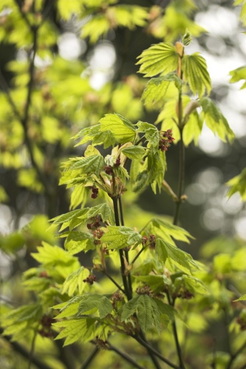 Acer circinatum, weinblättriger Ahorn
