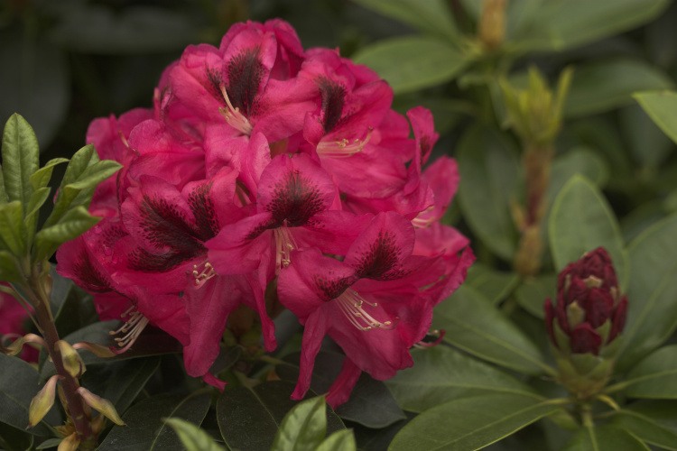 Rhododendron Hybr.'Sarasate', Rhododendron-Hybride 'Sarasate' rot