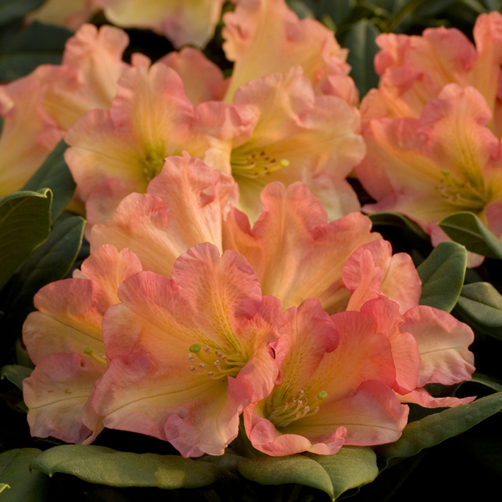 Rhododendron Hybr.'Goldzauber', Rhododendron-Hybride kupferorange