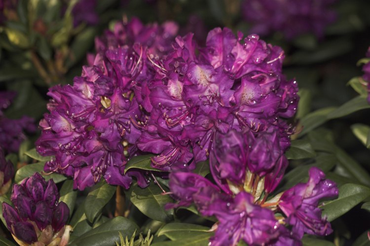 Rhododendron Hybr.'Tonika', Rhododendron-Hybride 'Tonika'