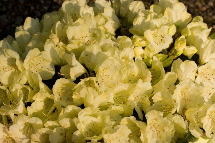 Rhododendron ludlowii 'Wren', Rhododendron ludlowii 'Wren' gelb