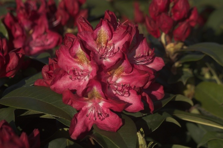 Rhododendron Hybr.'Junifeuer', Rhododendron-Hybride rot mit Fleck, spät
