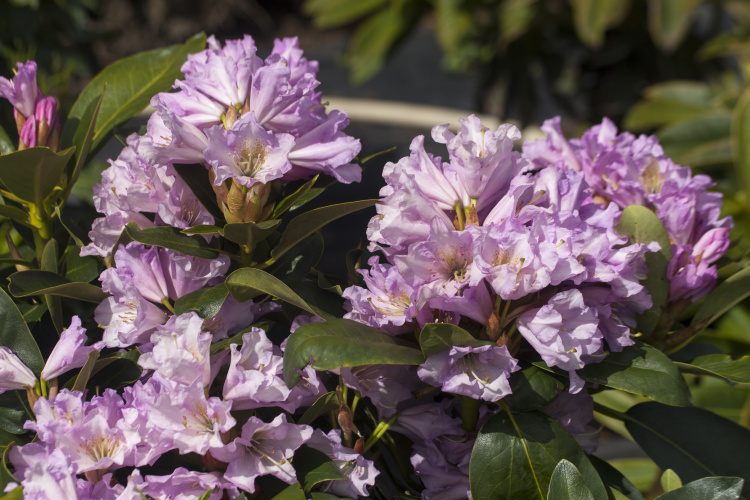 Rhododendron Hybr.'INKARHO-Dufthecke', lil, Rhododendron-Hybr. INKARHO lila