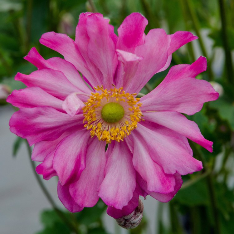 Anemone 'Prinz Heinrich', Herbstanemone kräftig rosa