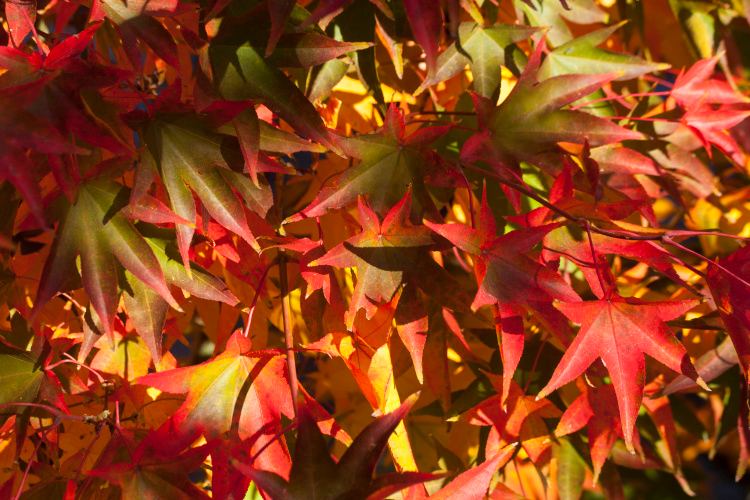 Acer palmatum 'Hogyoku', Fächerahorn grün, Herbstfärbung