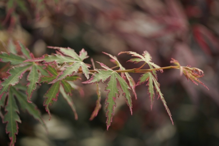 Acer palmatum 'Taylor'  -S-, Fächerahorn greün, rosa, weiß