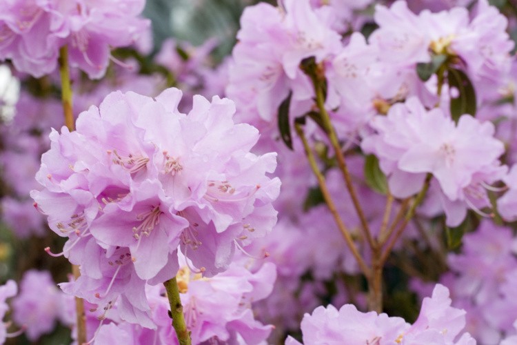 Rhododendron 'Praecox', Rhododendron zart lila