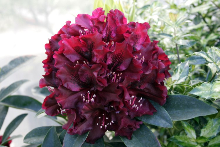 Rhododendron Hybr.'Midnight Beauty', Rhododendron-Hybride dunkel bordeaux