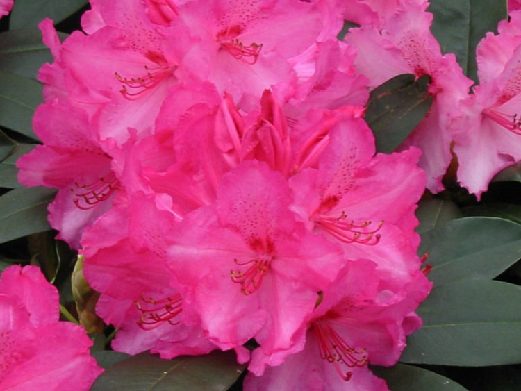 Rhododendron Hybr.'Anastasia'  -R-, Rhododendron-Hybride 'Anastasia'  -R- pink