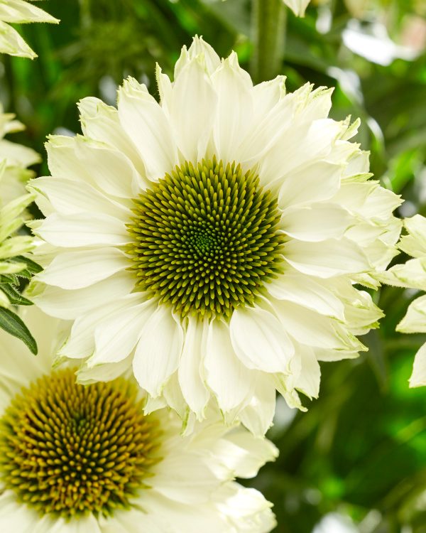 Echinacea 'SunSeekers White Perfection' ®, 