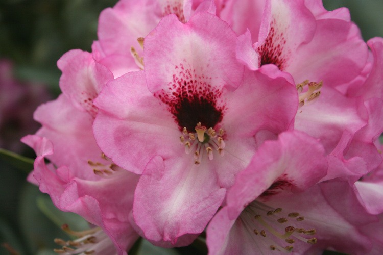 Rhododendron calophytum 'Caramba', Rhododendron calophytum pink, roter Fleck