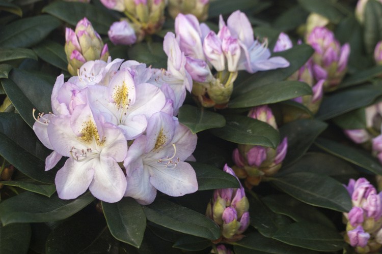 Rhododendron Hybr.'Gomer Waterer', Rhododendron-Hybride weiß