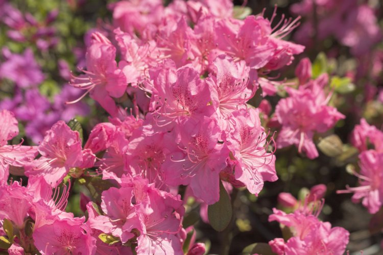 Rhododendron obt.'Kirstin', Japanische Azalee reinrosa