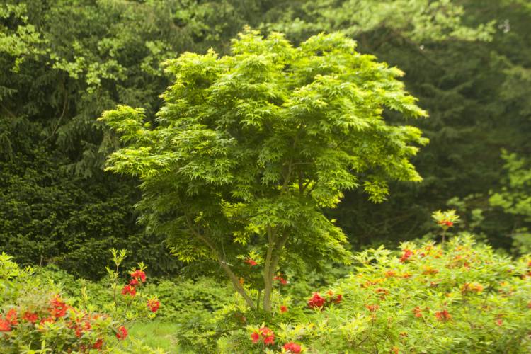 Acer palmatum 'Seiun kaku', Fächerahorn 'Seiun kaku' grün