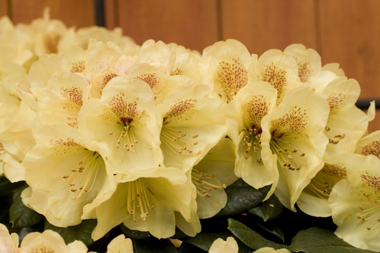 Rhododendron yak.'Goldprinz'  -S-, Yaku-Rhododendron gelb