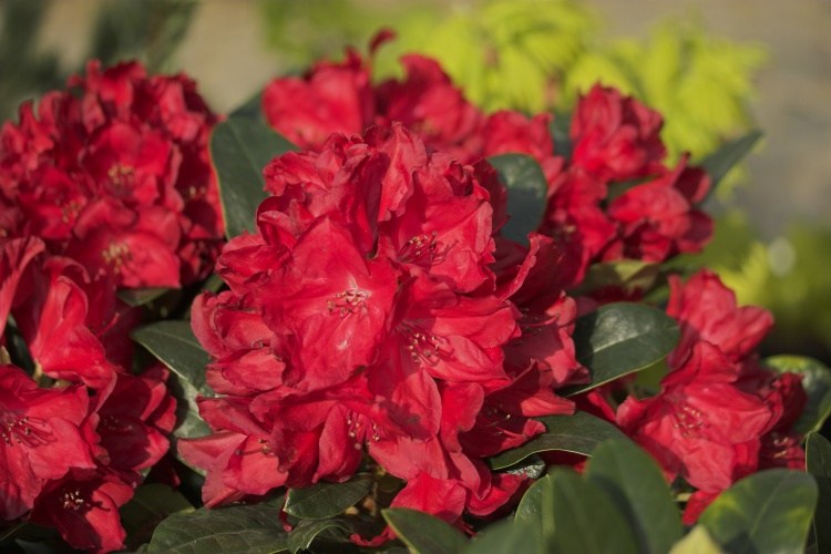 Rhododendron haematodes 'Lisetta'  -R-, Rhododendron haematodes rot