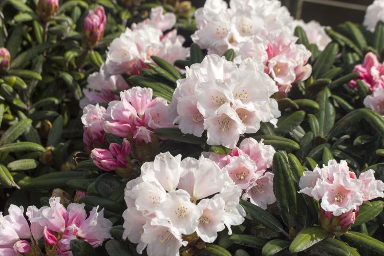 Rhododendron yak.'Edelweiß', Yaku-Rhododendron weiß außen rose