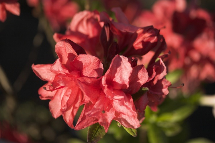 Rhododendron lut.'Fabiola', Sommergrüne Azalee karminrot