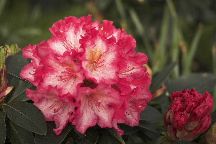 Rhododendron Hybr.'Chorus Line', Rhododendron-Hybride rosa weiß
