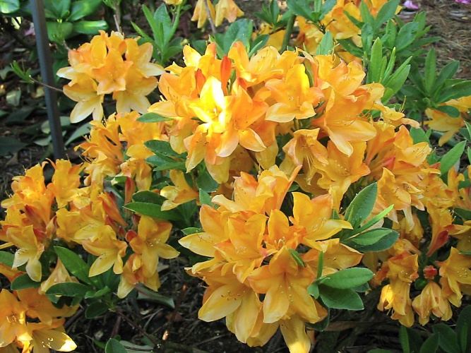 Rhododendron prinoph.'Golden Lights', Rhododendron prinoph.hell gelborange