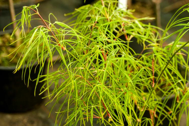 Acer palmatum 'Kinshi', Fächerahorn feines grünes Laub