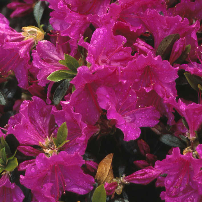 Rhododendron obt.'Blaue Donau', Azalee violett, Synonym 'Blue Danube'