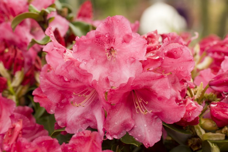 Rhododendron williams.'Gartendir. Glocker', Williams.-Rhododendron rosa