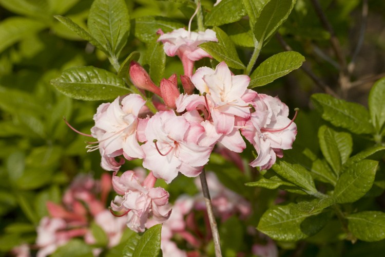 Rhododendron lut.'Corneille', Sommergrüne Azalee weiß rose