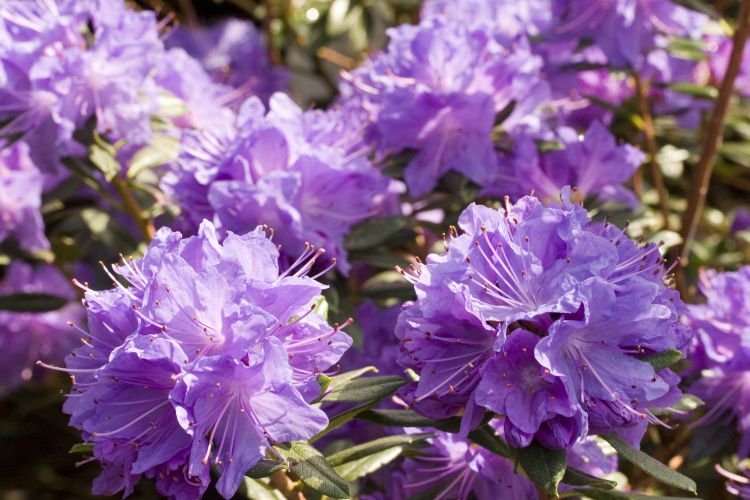 Rhododendron russatum 'Blaufeder'  -R-, Rhododendron russatum lila