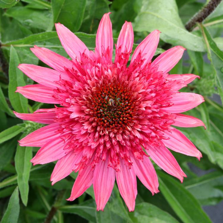 Echinacea 'Giddy Pink', 
