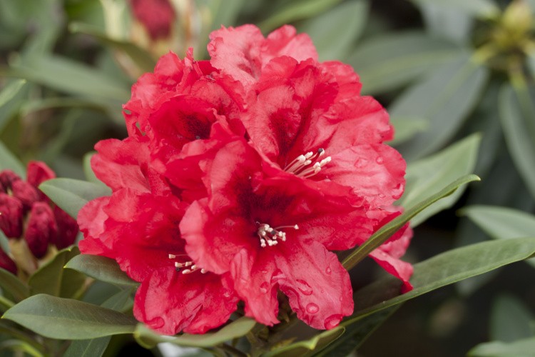 Rhododendron Hybr.'Rabatz'  -R-, Rhododendron-Hybride 'Rabatz' rot