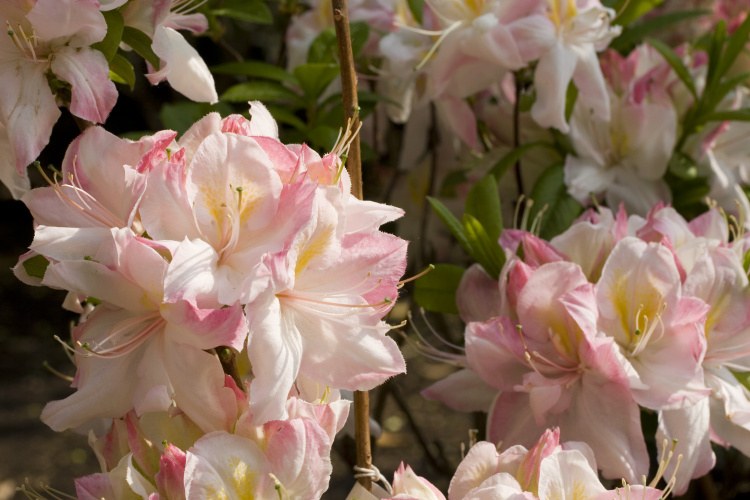 Rhododendron lut.'Satomi', Sommergrüne Azalee zartrosa weiß