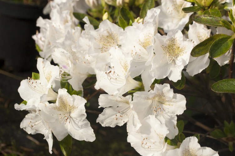 Rhododendron obt.'Lemon Eye', Japanische Azalee weiß