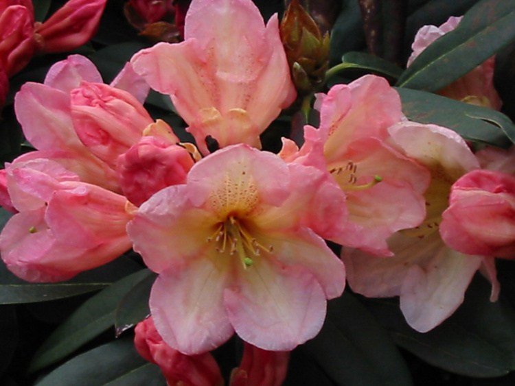 Rhododendron Hybr.'Malvine', Rhododendron-Hybride 'Malvine' rosa creme