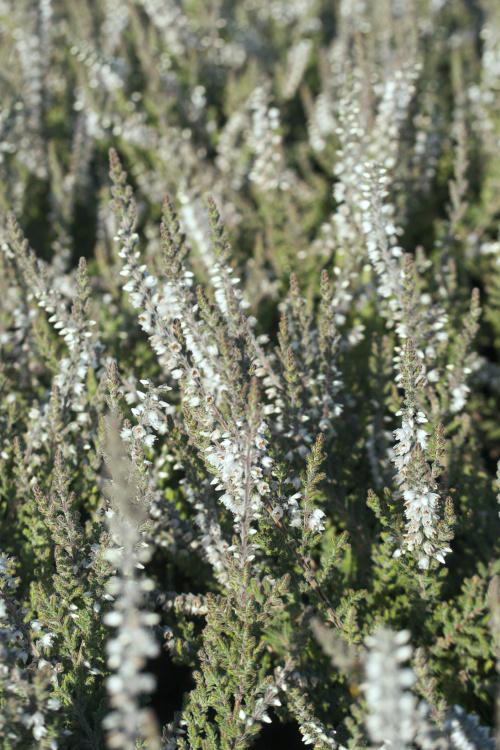 Calluna vulgaris 'Beoley Silver', Besenheide 'Beoley Silver' weiß