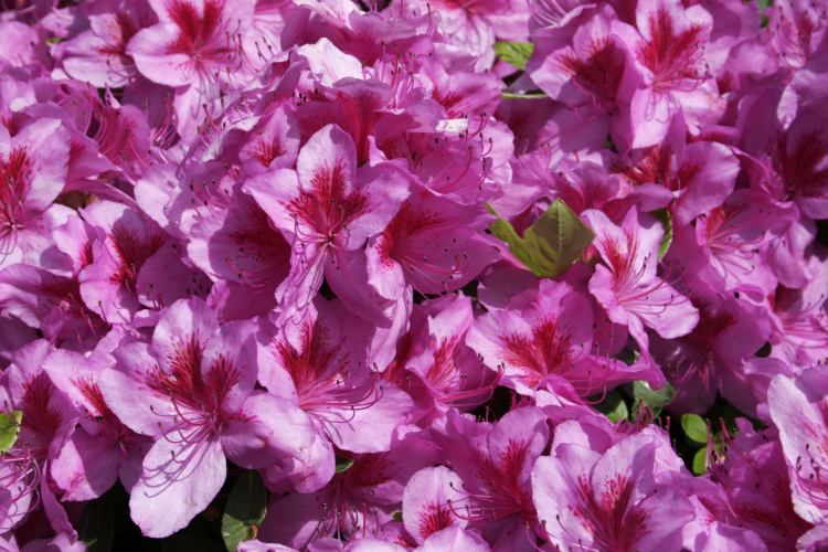 Rhododendron obt.'Peppina'  -R-, Japanische Azalee rosaviolett