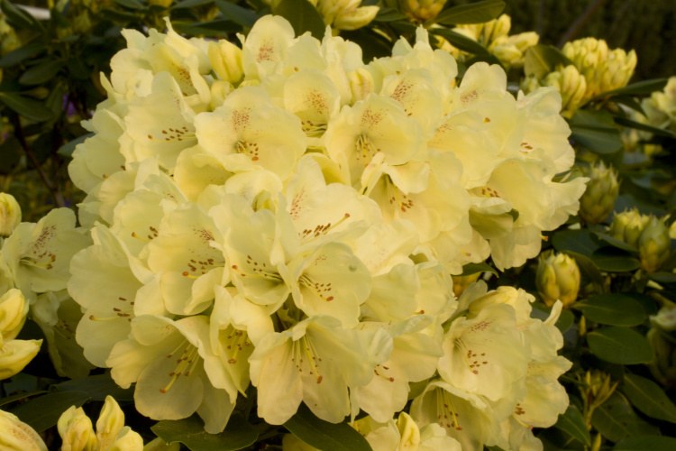 Rhododendron Hybr.'Goldkrone'  -R-, Rhododendron-Hybride 'Goldkrone'  -R- gelb