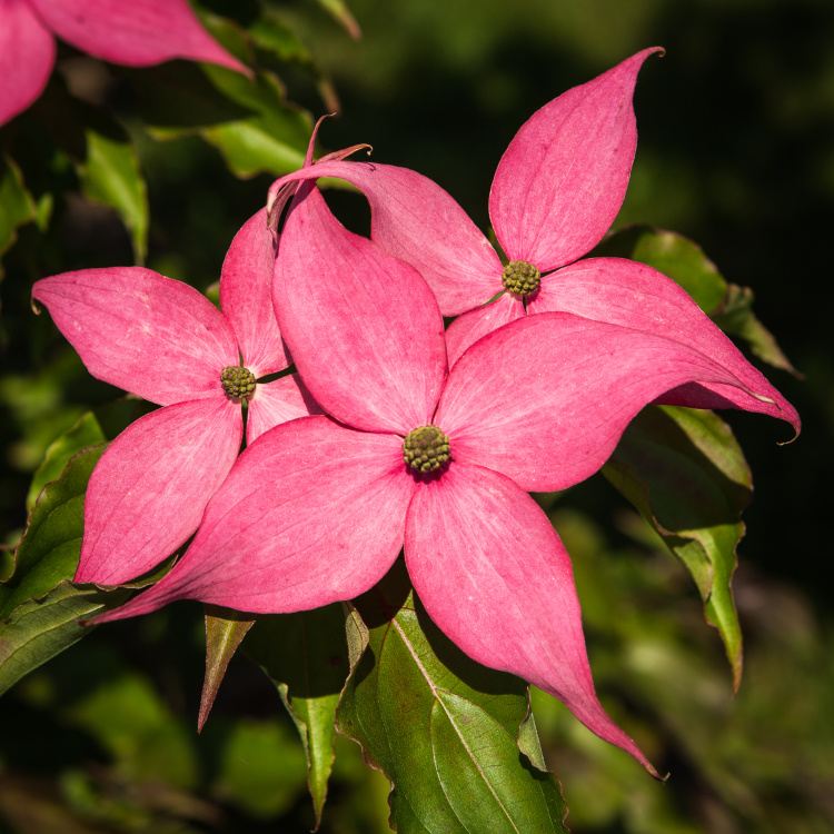 Cornus kousa 'Scarlet Fire'  -R-, Hartriegel mit großen pink farbigen Blüten