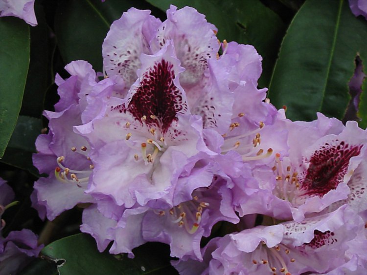 Rhododendron Hybr.'Blue Peter', Rhododendron-Hybride hellblau bis violett