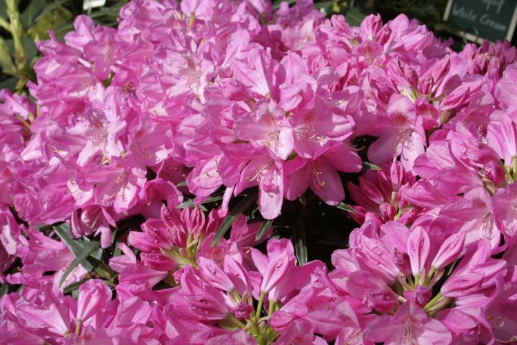 Rhododendron ponticum 'Graziella', Rhododendron ponticum 'Graziella' rosa
