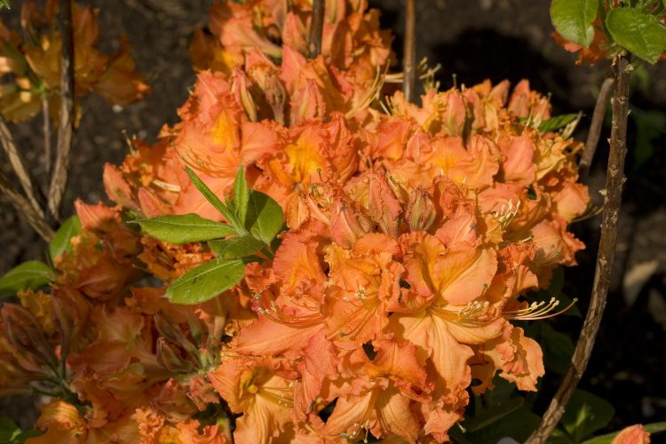 Rhododendron lut.'Gibraltar', Sommergrüne Azalee orange