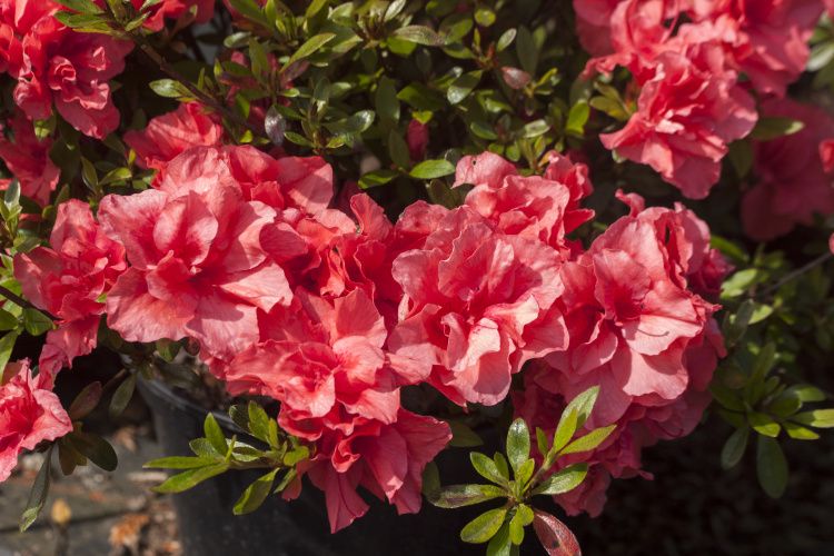 Rhododendron obt.'Cherie', Japanische Azalee lachsrosa
