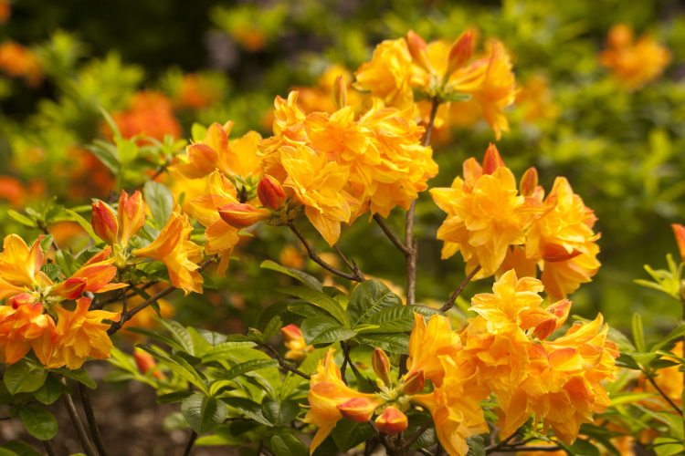 Rhododendron lut.'Csardas', Sommergrüne Azalee gelborange