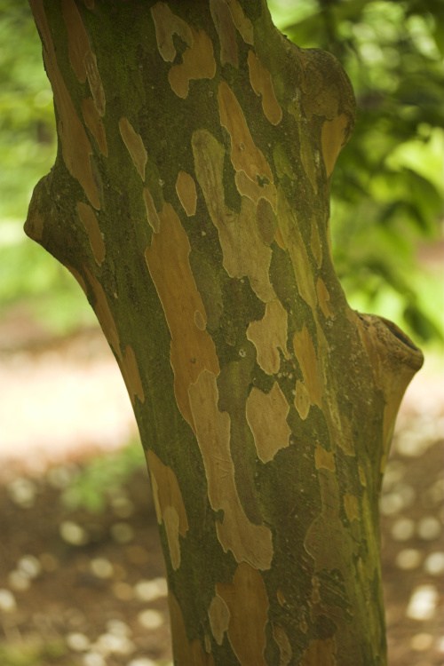 Stewartia pseudocamellia, Japanische Scheinkamelie, weiß
