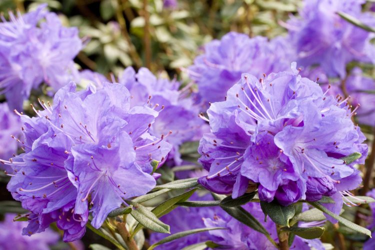 Rhododendron russatum 'Blaufeder'  -R-, Rhododendron russatum lila