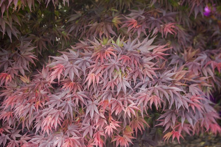 Acer palmatum 'Pixie', Fächerahorn 'Pixie' rot