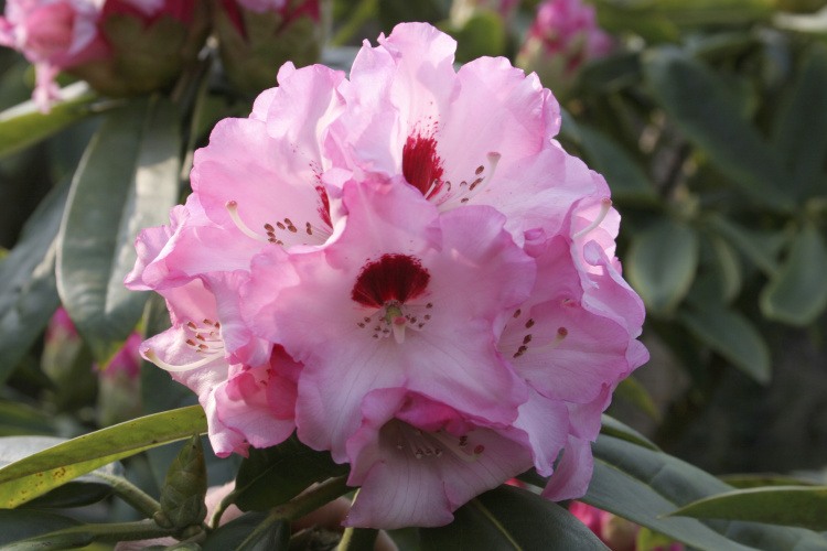 Rhododendron calophytum 'Arkona', Rhododendron calophytum rosa, roter Fleck