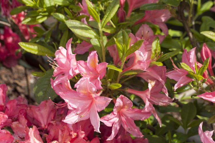 Rhododendron viscosum 'Jolie Madame', Rhododendron viscosum duftend rosa