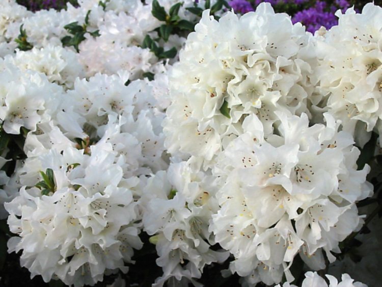 Rhododendron carolin.'Dora Amateis', Rhododendron carolin.weiß