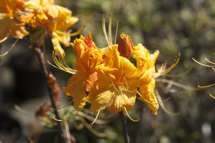 Rhododendron lut.'Klondyke', Sommergrüne Azalee goldgelb